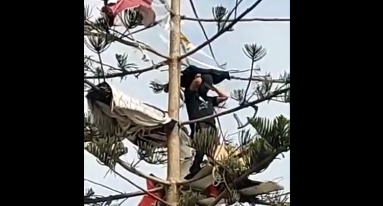 Preocupante situación en Antofagasta: Captan a personas durmiendo arriba de  los árboles - Epicentro Chile